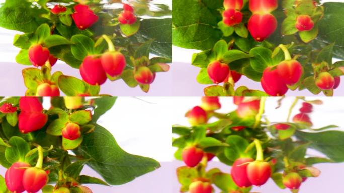美丽的新鲜金丝桃浆果被浸入透明的水中。库存镜头。红色浆果和绿叶在清澈的水中，特写