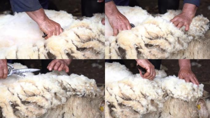 用剪子用传统方式剪羊毛的人的手的特写