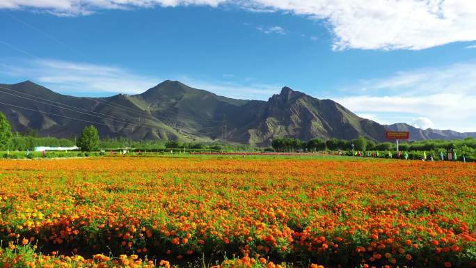 花瓣 户外 观赏花园 郁金香农场花卉花朵