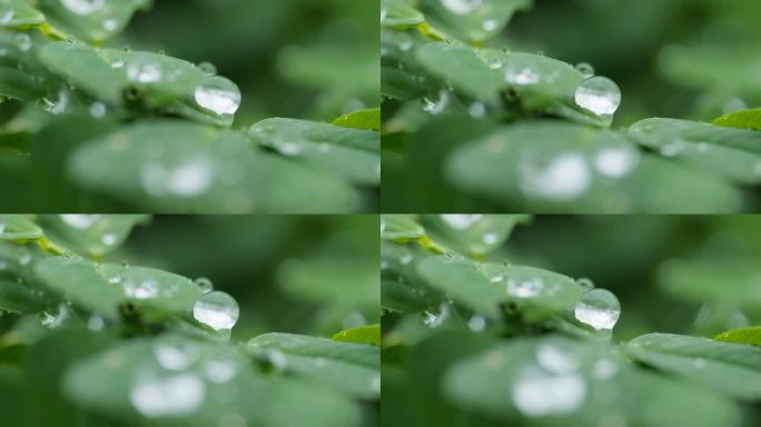 小雨滴在植物上慢镜头