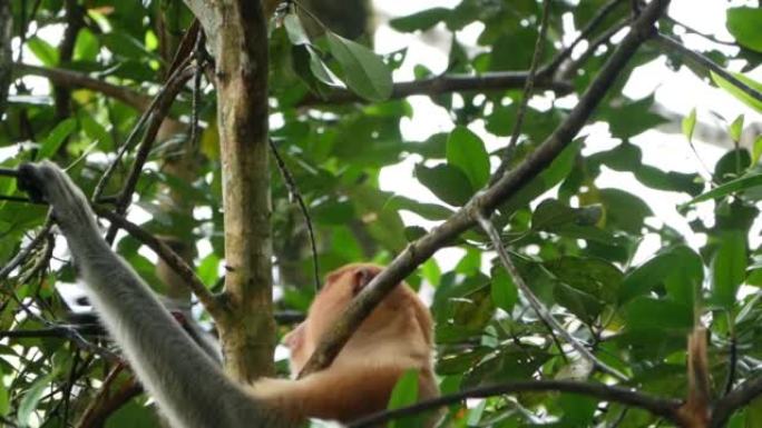 长鼻猴 (Nasalis larvatus) 在雨后在树上吃红树林叶子作为早餐