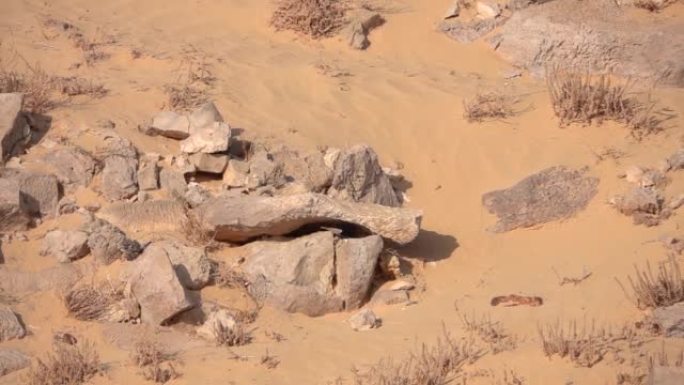 沙漠岩石和沙子上的黑麦穗