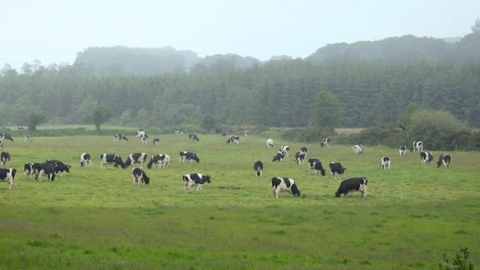 威克洛郡黑白牛在田地挖洞