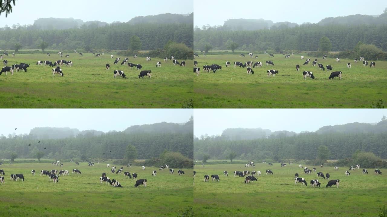 威克洛郡黑白牛在田地挖洞