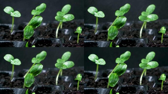 用种子种植黄瓜。步骤4-给豆芽浇水。
