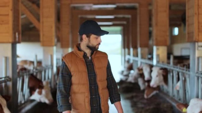 谷仓工人步行牛棚检查生产过程。农业企业主检查饲养牛分析技术农场的牛健康。