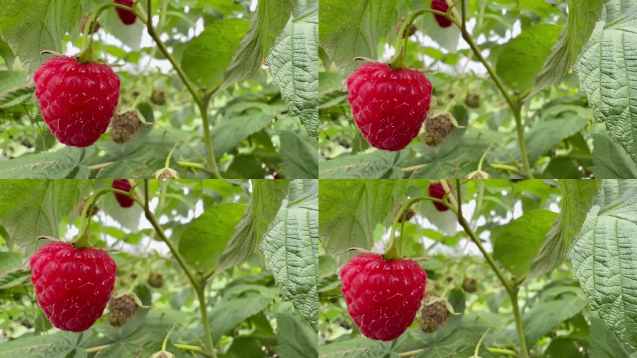 挂在树莓灌木树枝上的红树莓的特写镜头。