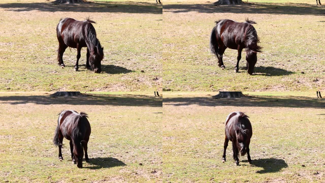 黑小马正在农场放牧。小马正穿过田野。绿色草坪和小马。小马在草地上吃草