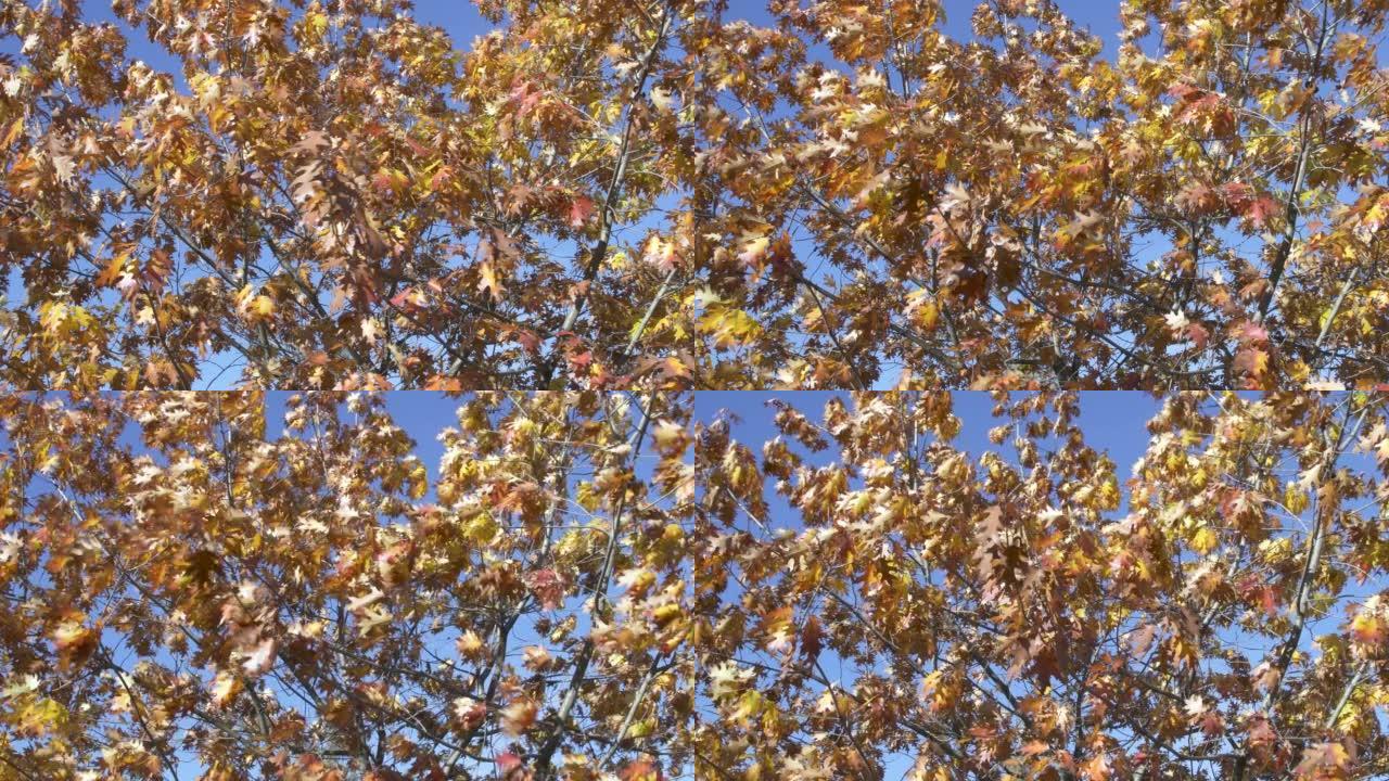 强风吹拂的秋天橙色叶子。慢动作