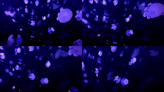 水母变焦。发光的水母大小在浅蓝色海水中游泳。霓虹灯围绕着它们。有毒。黑暗背景。日光。水下。慢动作视频