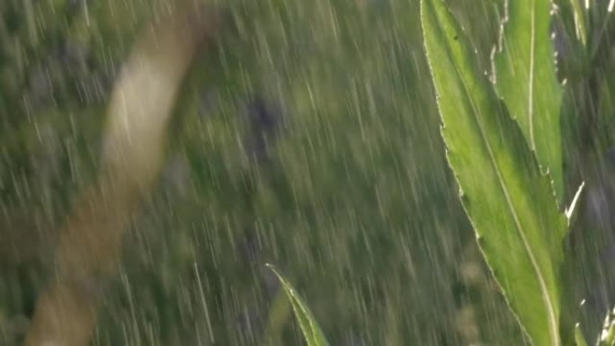 一只长着长胡子的蚂蚱坐在稀薄的绿草上。创意。微距摄影，一个小铁匠坐在草地上，下雨然后结束。