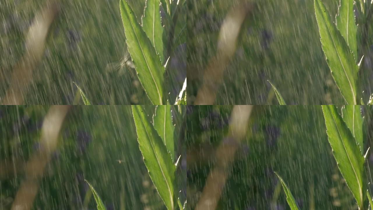 一只长着长胡子的蚂蚱坐在稀薄的绿草上。创意。微距摄影，一个小铁匠坐在草地上，下雨然后结束。