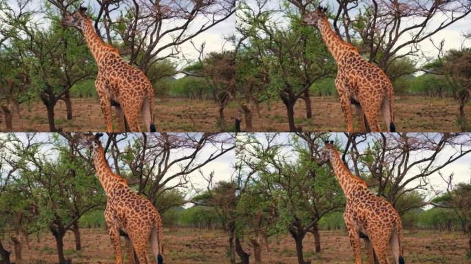 马赛长颈鹿在它的自然栖息地拔叶子时伸出它的长舌头