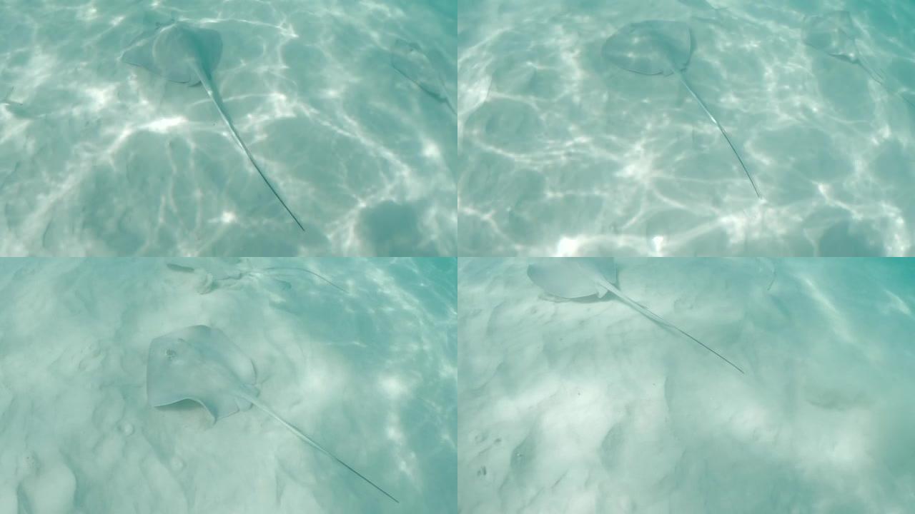 漂浮在沙质海底的抽筋鱼的水下镜头。自然栖息地中的黄貂鱼。多米尼加共和国索纳岛令人惊叹的海底世界