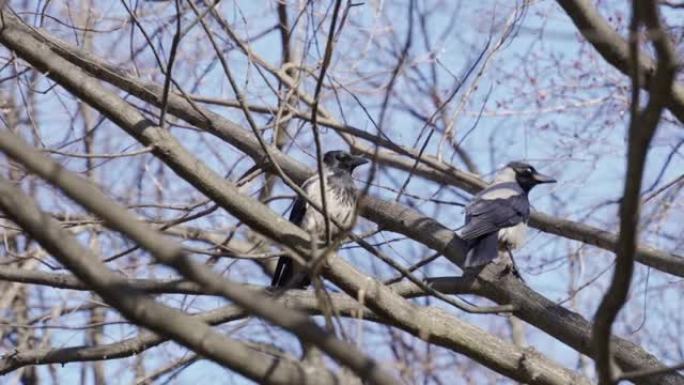 两只灰色的乌鸦坐在没有叶子的树枝上，面对蓝天