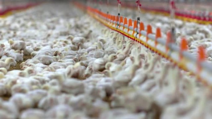 泰国，温度和灯光控制，鸡在封闭的农场里喝水。