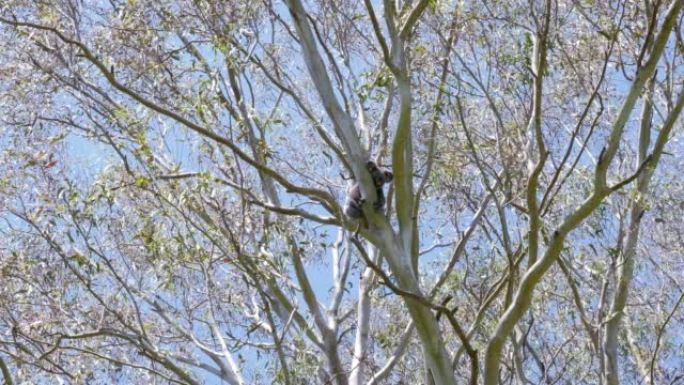 标志性的澳大利亚本土考拉熊在野外高高的桉树中睡觉