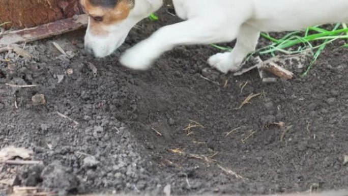 狗在花园里感应到啮齿动物的害虫并挖掘地面。