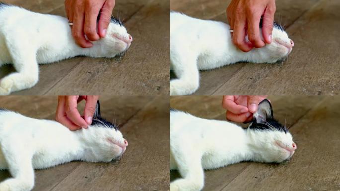 宠物护理温暖关怀给宠物白猫和黑猫