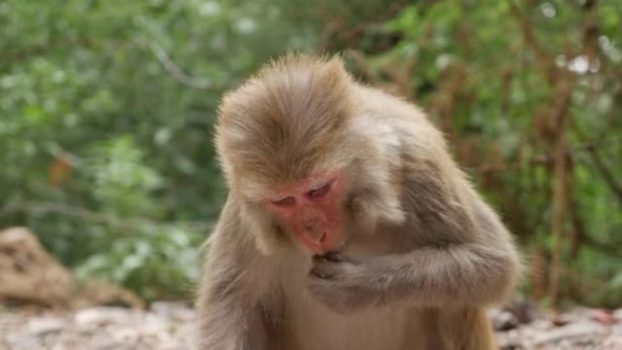 野生母猴吃她在公园垃圾桶里发现的剩余食物。