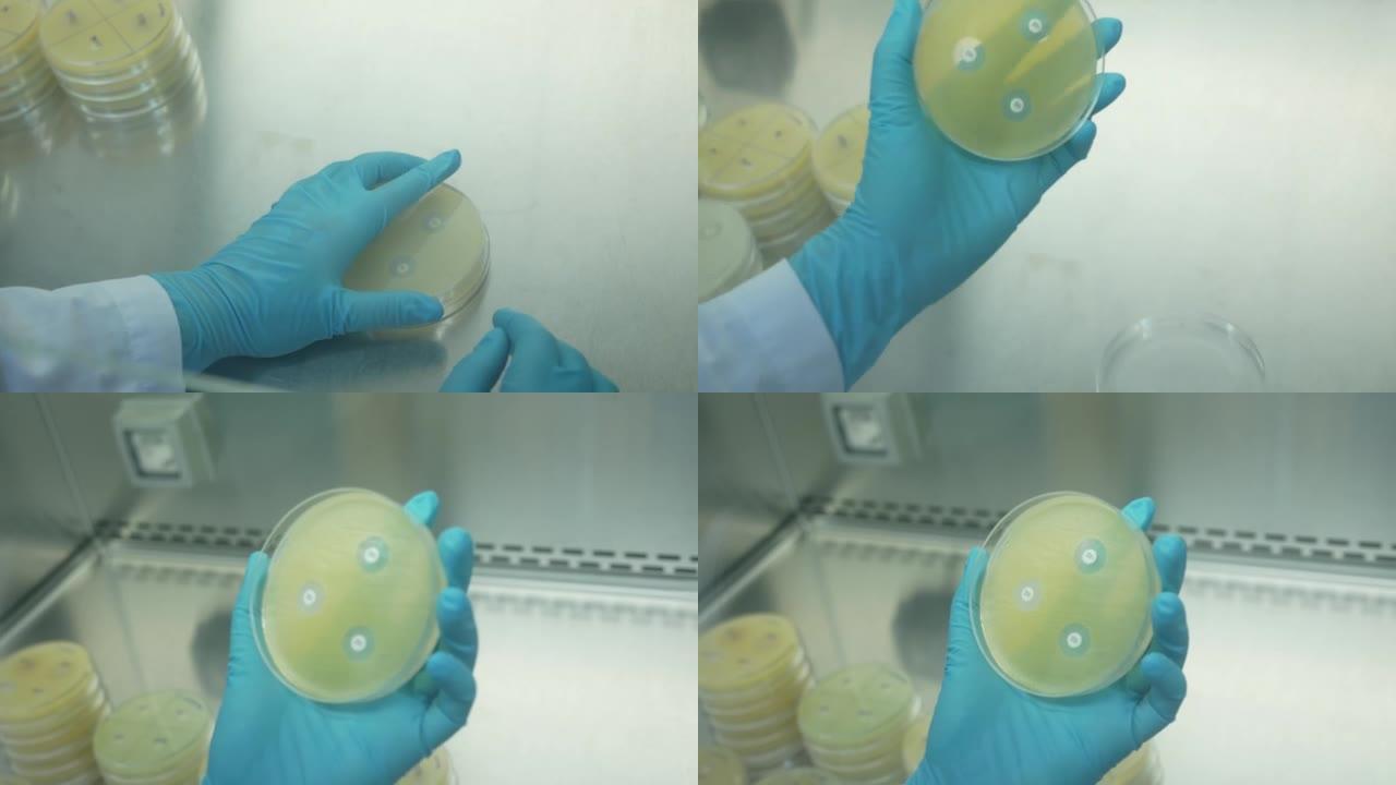 细菌学家的手的特写镜头在培养基板或培养皿中制作细菌线，细菌学家实验室。