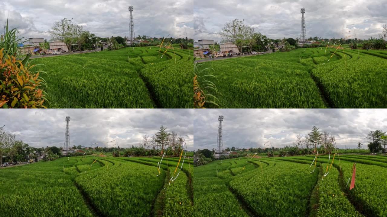 印度尼西亚巴厘岛仓古的梯田稻田。