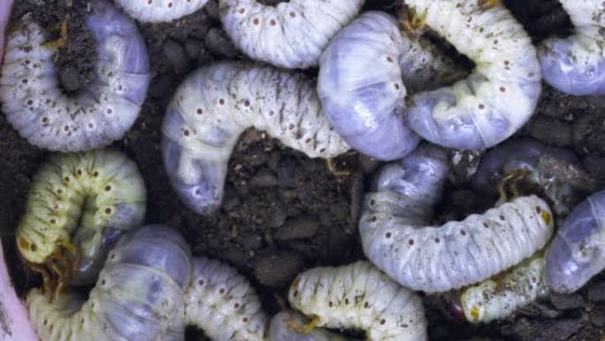 大型白色蠕虫特写可能会在地面上虫子幼虫或犀牛甲虫