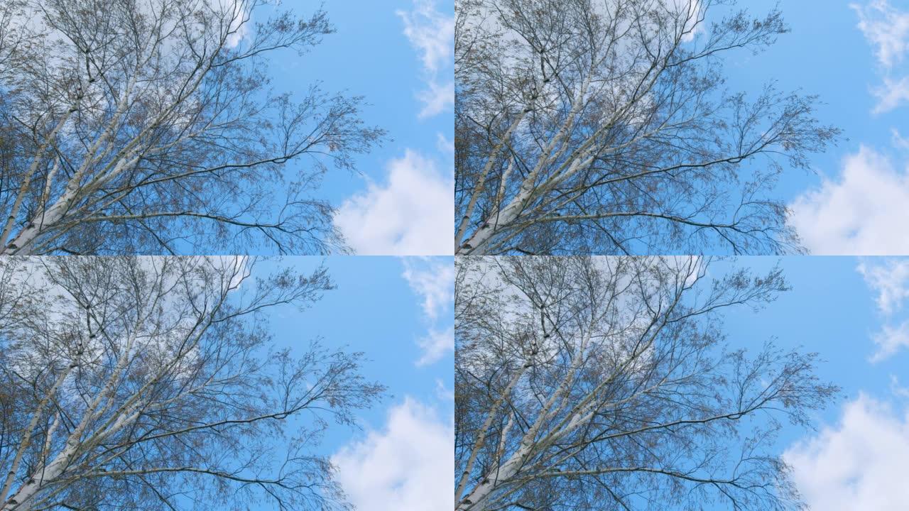 蓝色的天空和一点云。桦树树枝在风中摇曳。阳光明媚的春天，宁静的风景。