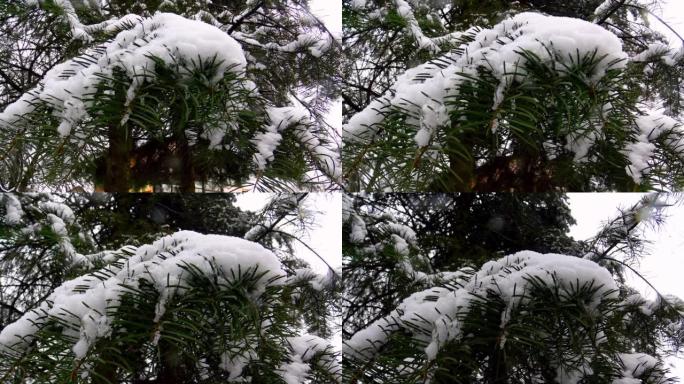 松树树枝被雪覆盖。