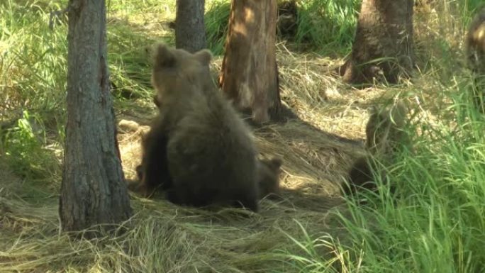灰熊幼崽在阿拉斯加的树林中玩耍