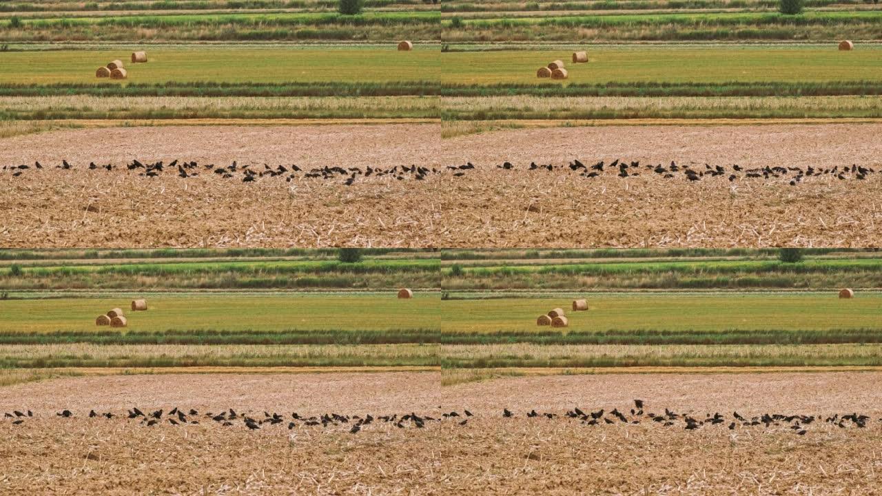 一群野生黑鸟飞过收割的粮田寻找食物