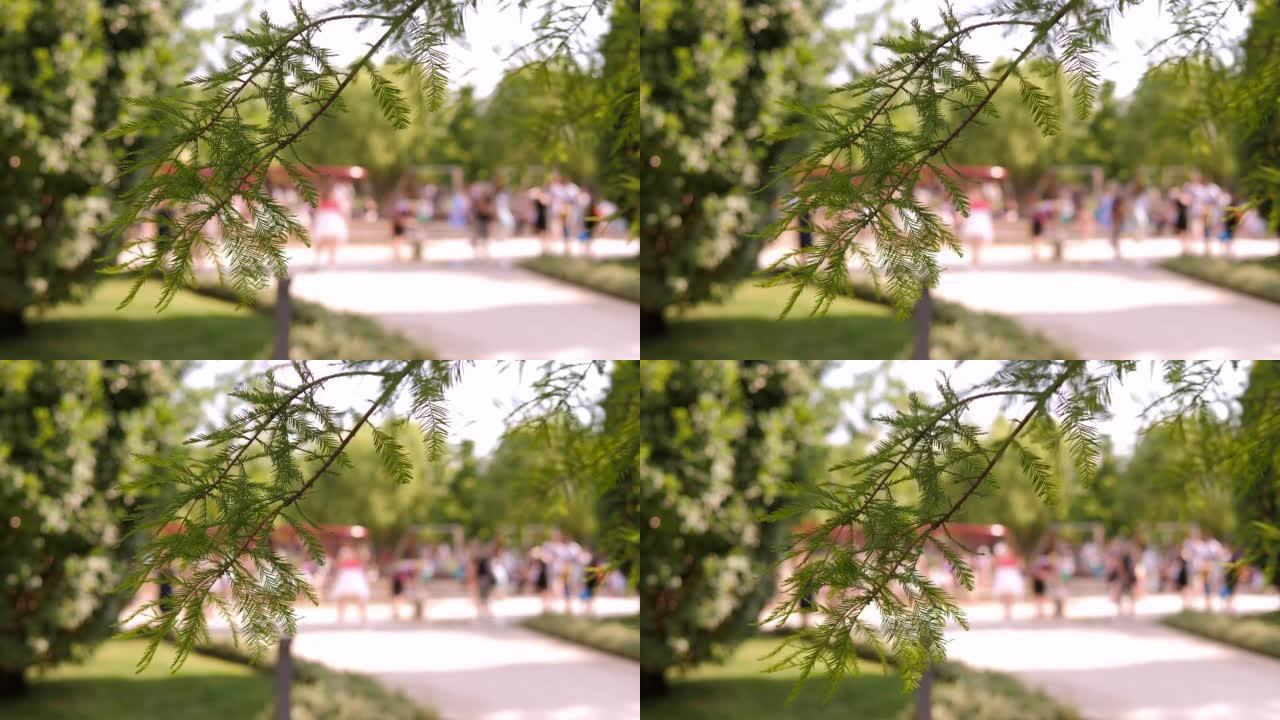 在拥挤的城市公园中，针叶树树枝的特写镜头。模糊。