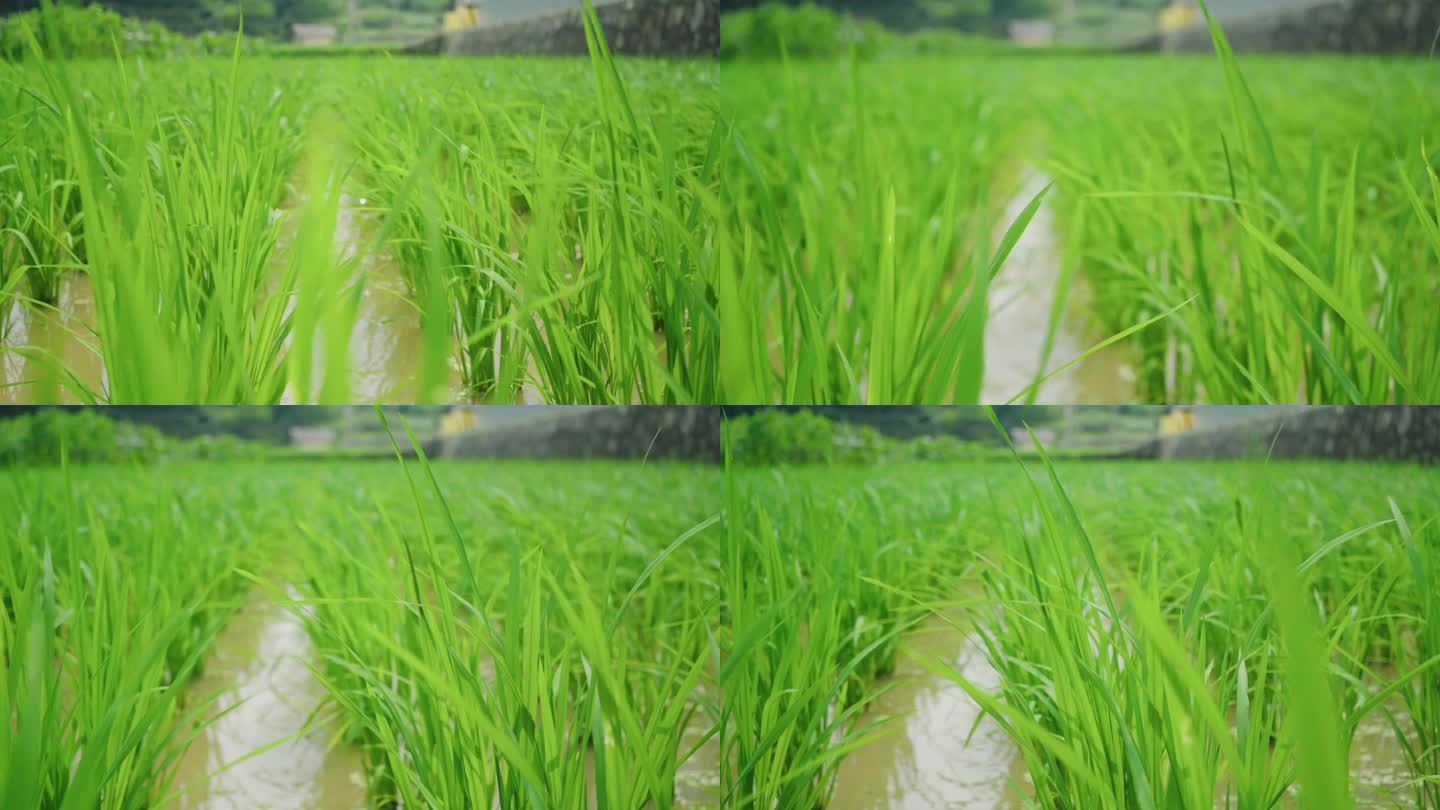 水稻苗大米4k