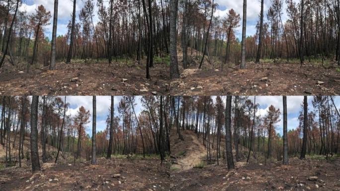 法国塞文内斯国家公园被烧毁的森林。