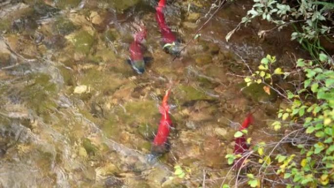 鲑鱼从犹他州的火焰峡谷上上羊溪产卵