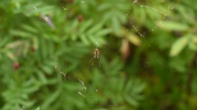 orbweb蜘蛛位于网的中心。