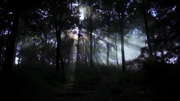 美丽的阳光在黑暗的森林中，阳光穿透了壮丽的绿树的叶子。