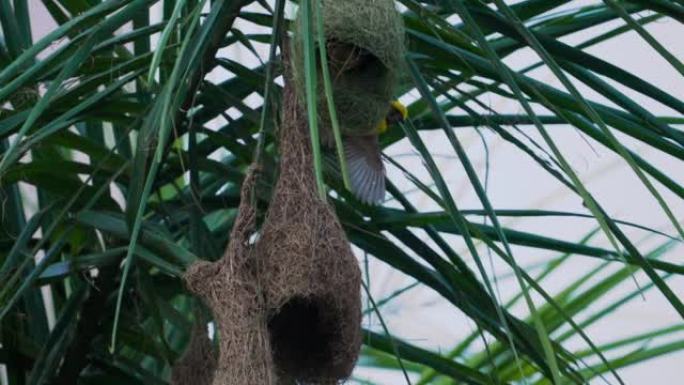 Baya织布工在棕榈树上筑巢