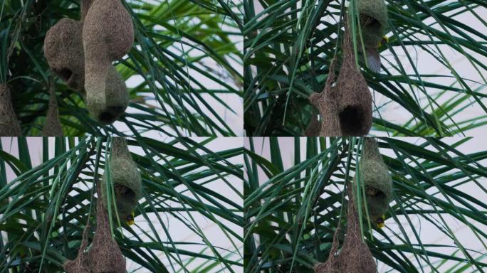 Baya织布工在棕榈树上筑巢
