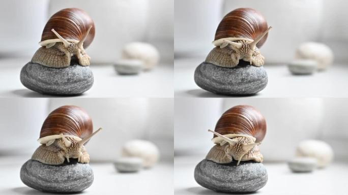 可爱的花园蜗牛坐在圆卵石上移动触角