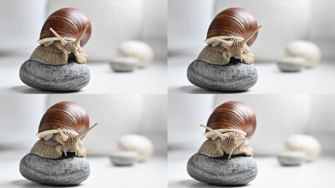 可爱的花园蜗牛坐在圆卵石上移动触角