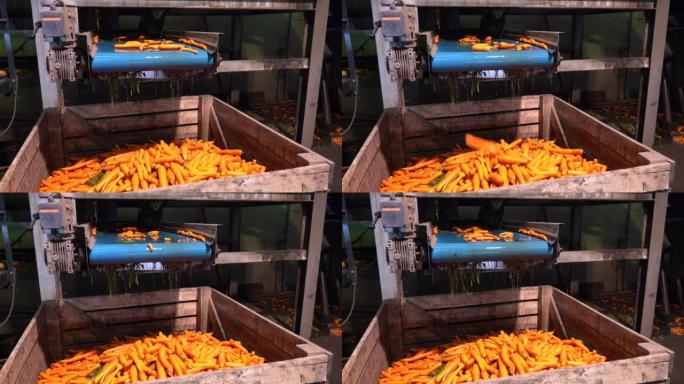 胡萝卜的商业化生产和经营