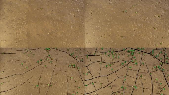 沙拉苗随时间推移在沙漠裂隙土壤上生长。气候变化和干旱的象征。破裂的地球和地面。生态学，全球变暖概念