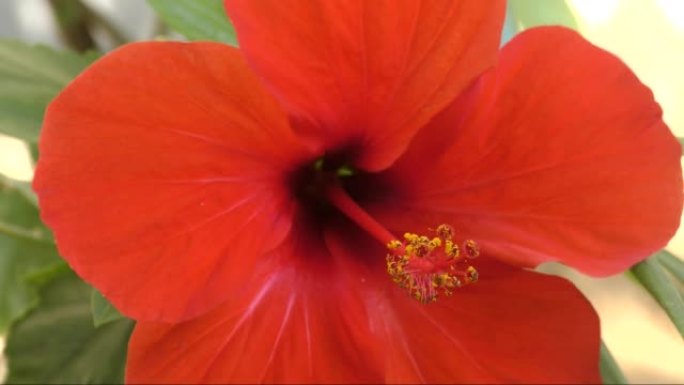 芙蓉中国花或中国玫瑰 (拉丁文.Hibiscus rosa-sinensis) 红