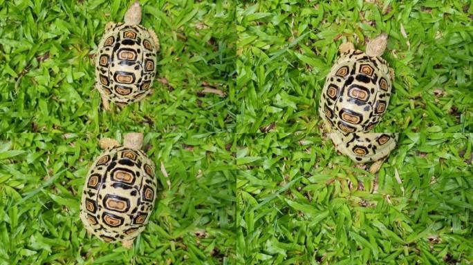 豹龟的缓慢运动。