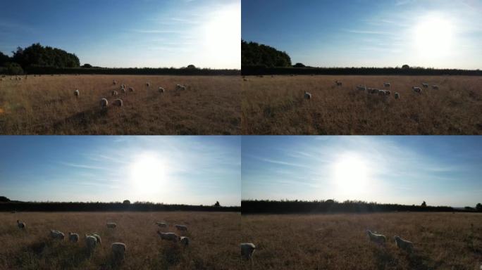 日落时分的绵羊和羔羊农场。