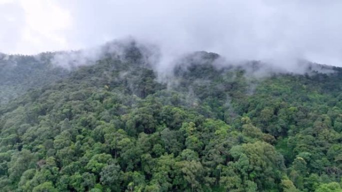 热带森林可以从大气中吸收大量的二氧化碳。