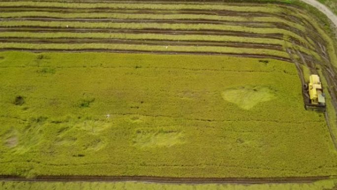 农场工人用拖拉机收割水稻的鸟瞰图