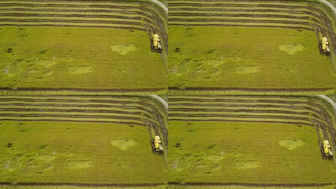 农场工人用拖拉机收割水稻的鸟瞰图