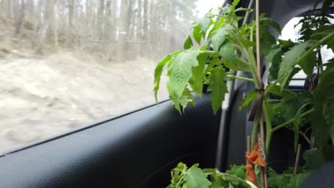 番茄植物在一辆车里旅行，看窗外